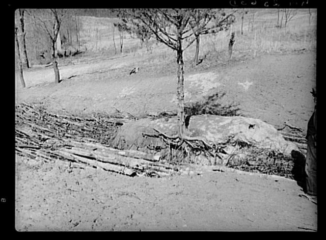 Small cedar bottom of hill in gully at Coalins Forest and...