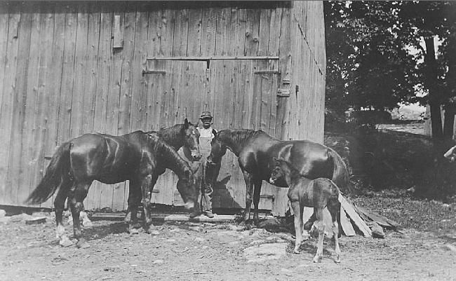 Frank Higgins & his horses