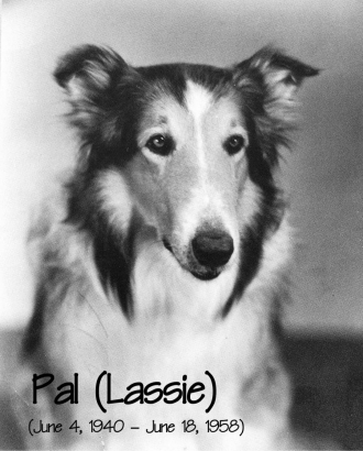 Jan Clayton's favorite collie, PAL.