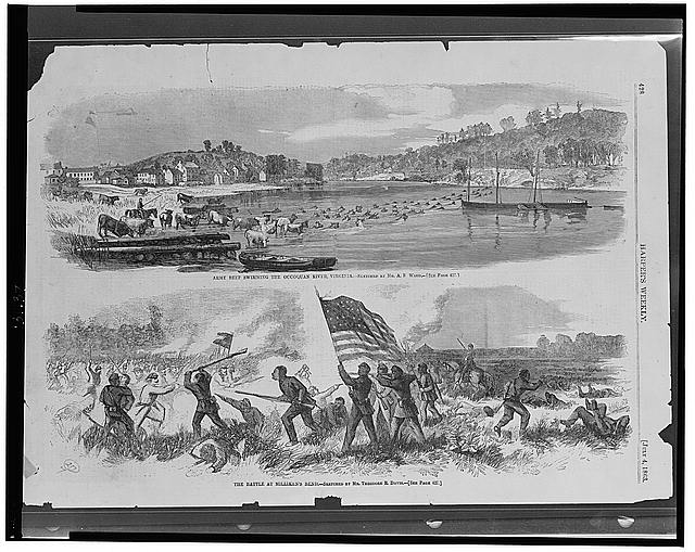 Army beef swimming the Occoquan River, Virginia /...