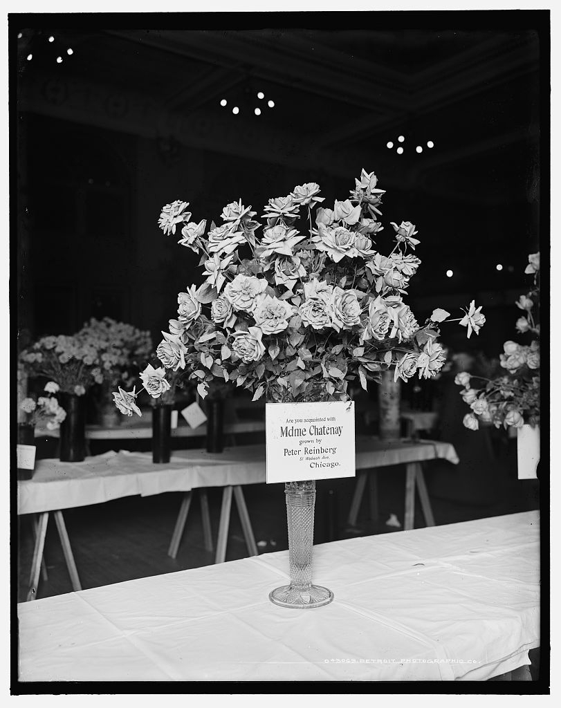 [Madame Chatenay roses, American Carnation Society...