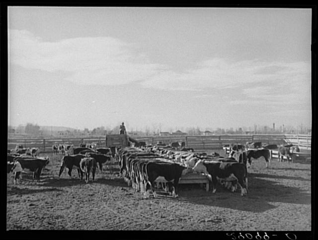 Feeding cattle at stockyard. Scottsbluff, Nebraska