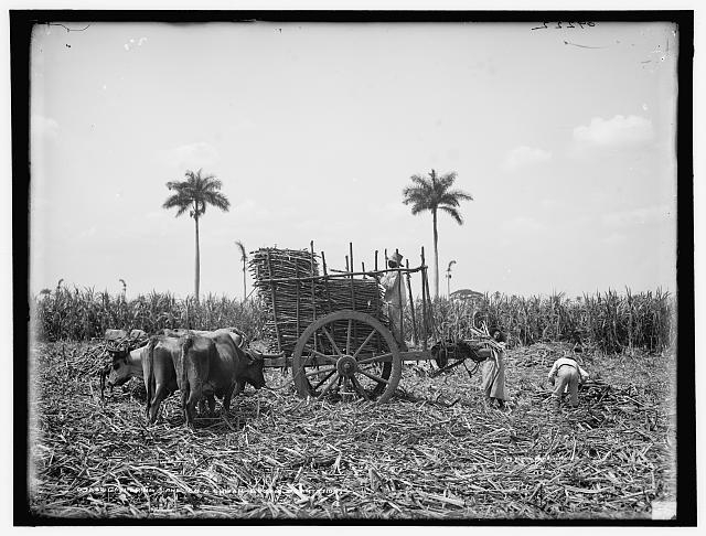 Gathering cane on a Cuban sugar plantation