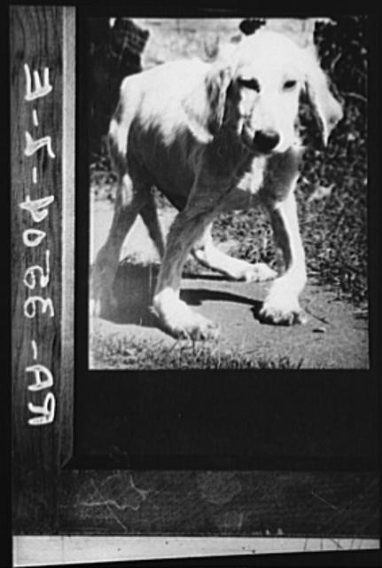 Dog with rickets. U.S. National Agricultural Research Center