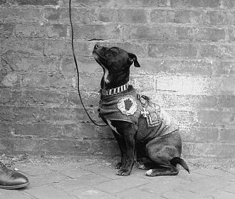 Dog mascot Dog mascot