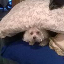 Apache loved hiding under his pillow.