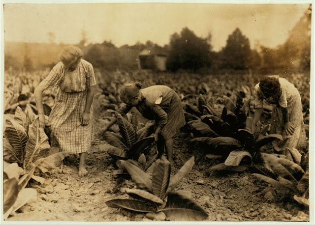 Girls worming tobacco. Myrtle 10, Zelina 12 and Florence...
