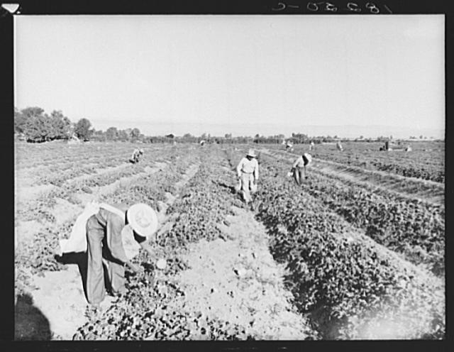 Mexican cantaloupe pickers at 5:00 a.m. Imperial Valley,...