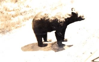 California Black Bear