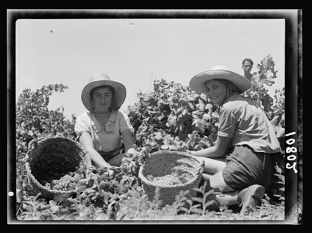 The vintage season Zikh'ron Ya'aqov, July 24, 1939. Two...