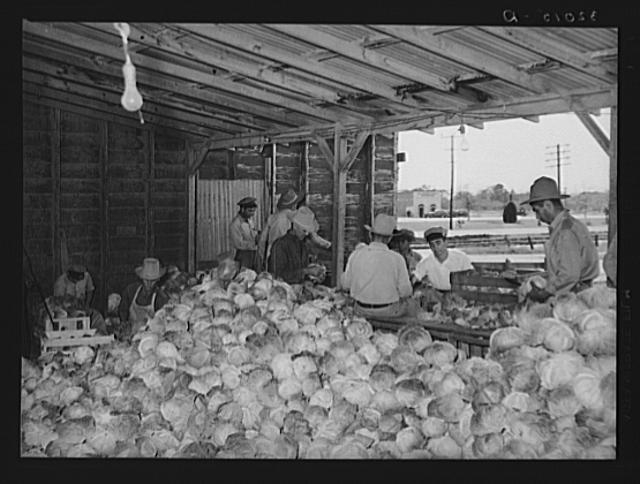 Sorting and inspecting cabbages before packing into...