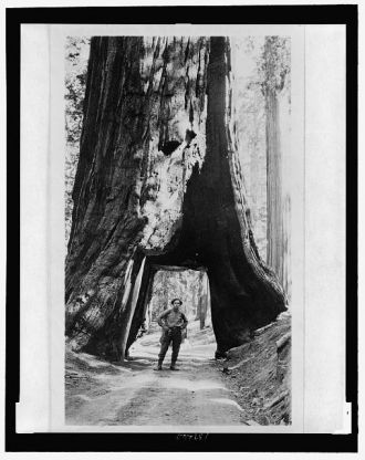 Bill Zorach walking under big tree, Yosemite, California