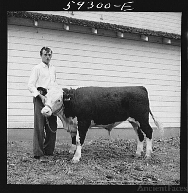 Winning Hereford steer at county fair. Mitchell, Nebraska
