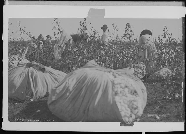 Picking cotton