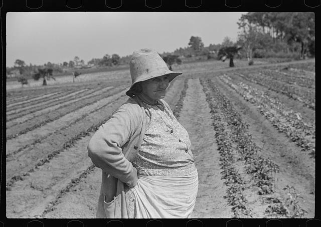 Strawberry pickers near Lakeland, Florida (see general...