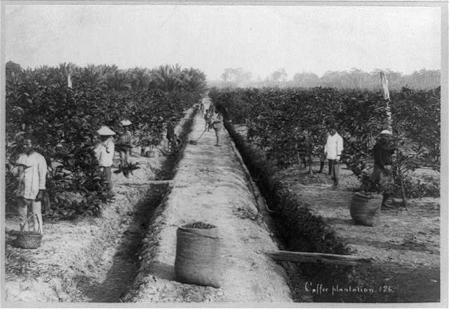 Coffee plantation