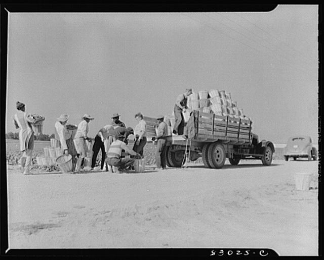 Bridgeton, New Jersey. Seabrook Farm. Loading beans onto...