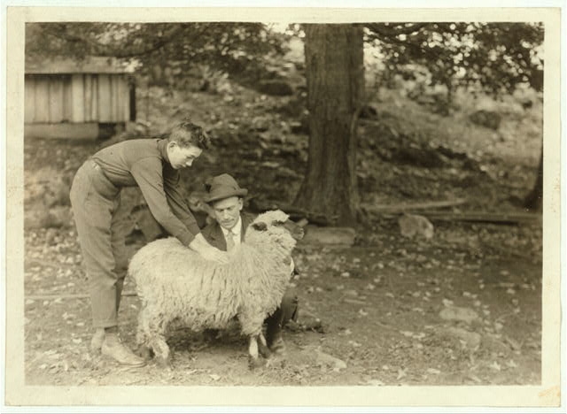 Forest Kellison, 4 H Club Member raising a sheep....