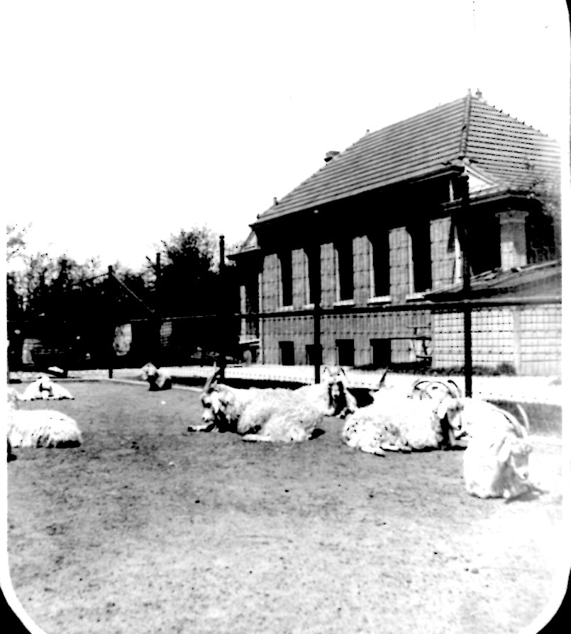 Building with Angora goats, 1890