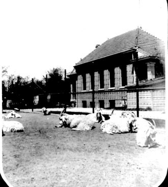 Building with Angora goats, 1890