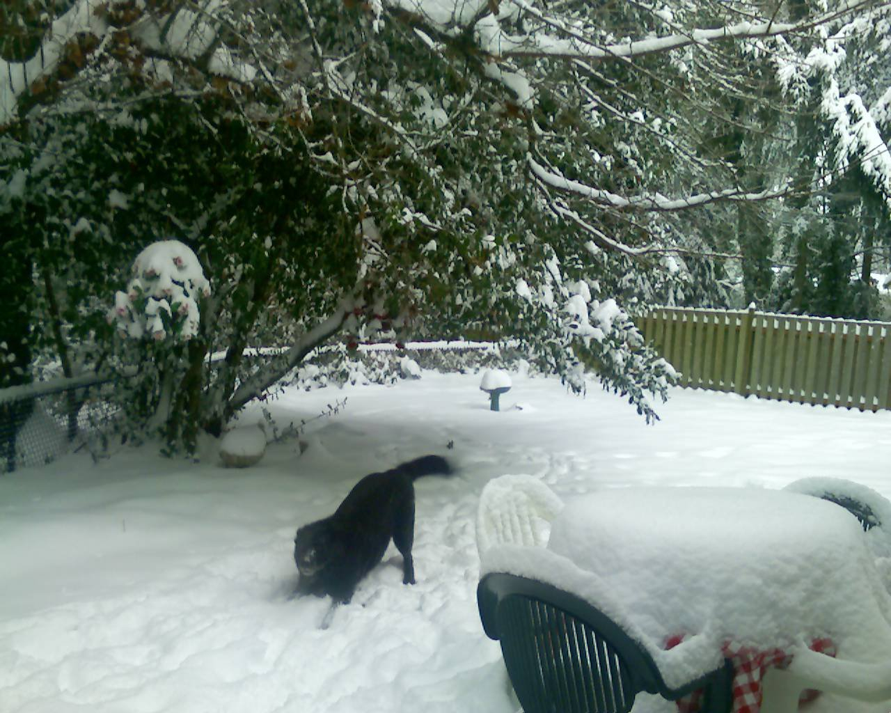Bear in Snow, Lake Oswego
