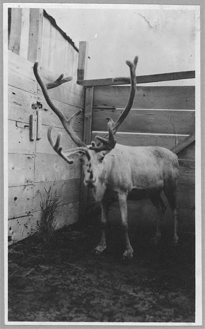 Reindeer waiting to be slaughtered