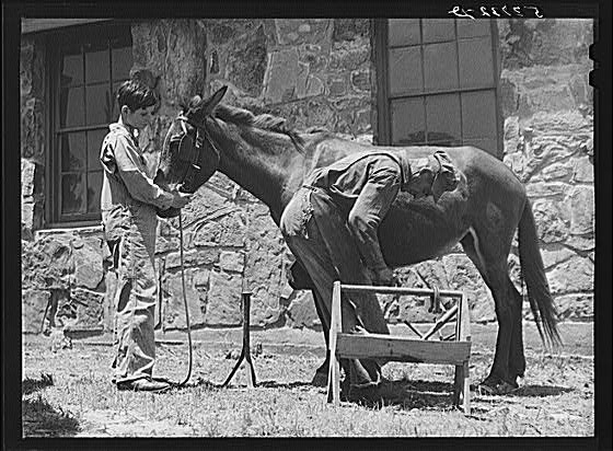 Shoeing a mule at community service center. Faulkner...