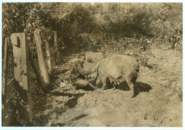 Austin Curtis and his pig project. He is a young colored...