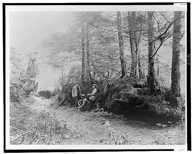 [D.G. Elliot, A.K. Fisher, and Robert Ridgway in woods...