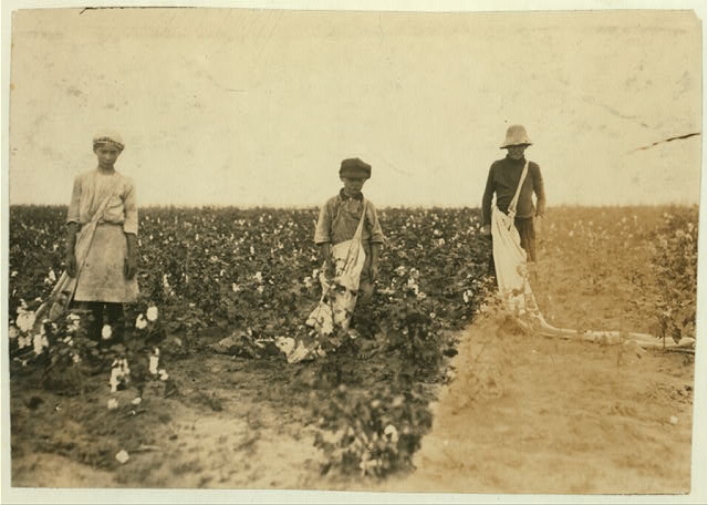 Johnnie, Carrie and Jim Davenport picking cotton for Mr....