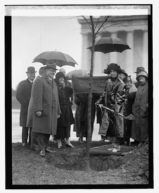 Mr. Coolidge & Oberlin tree, 11/5/23