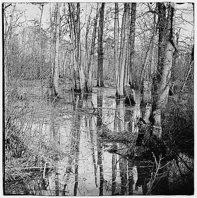 [White Oak Swamp, Va. View]