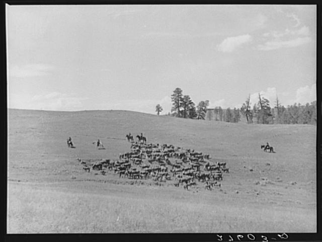 Driving cattle. Three Circle roundup. Custer Forest, Montana