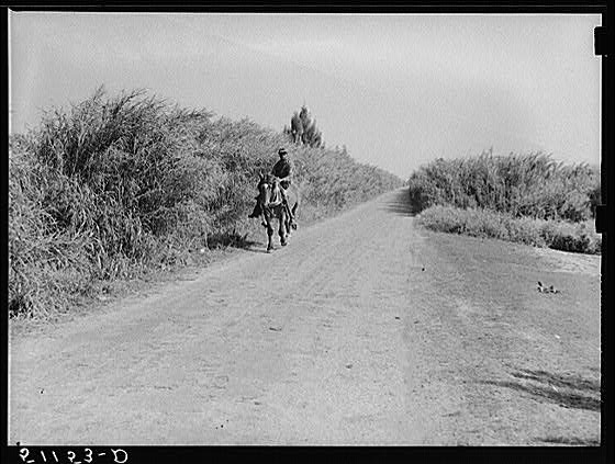 Swamp cane along canals near migrant laborer's camps....