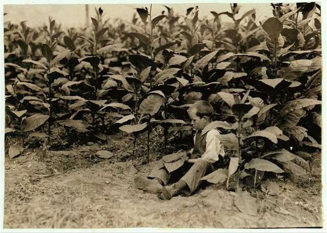 9 year old picker for the American Sumatra Tobacco Co.,...