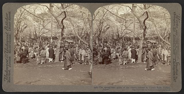 Cherry blossoms, the spring-time glory of the cherry...