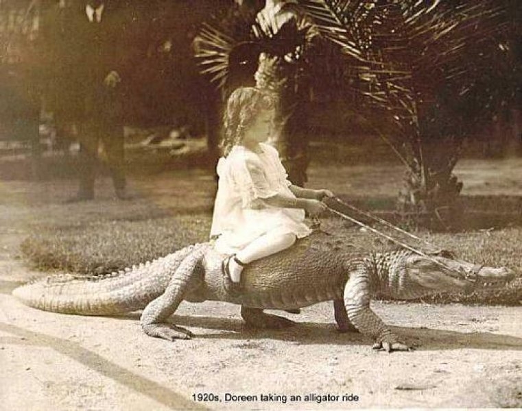 Doreen's Alligator Ride