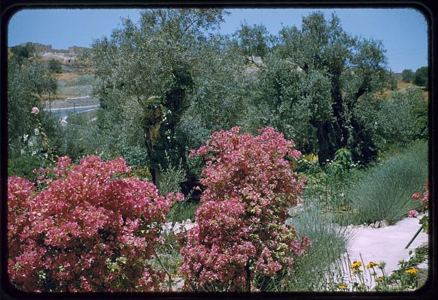 Jerusalem. In Garden of Gethsemane. Trees & colorful flowers