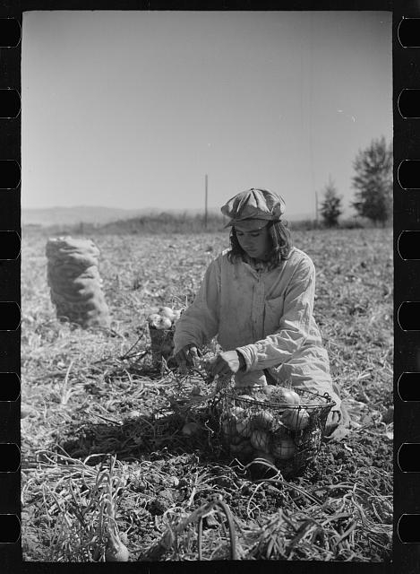 Girl picking onions, Delta County, Colorado