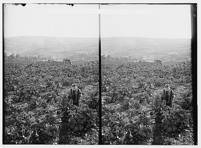 Valleys of Jehoshaphat and Hinnom. The king's gardens.