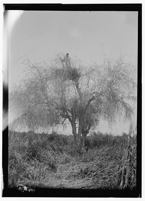 Human nest in a tree in Transjordan?