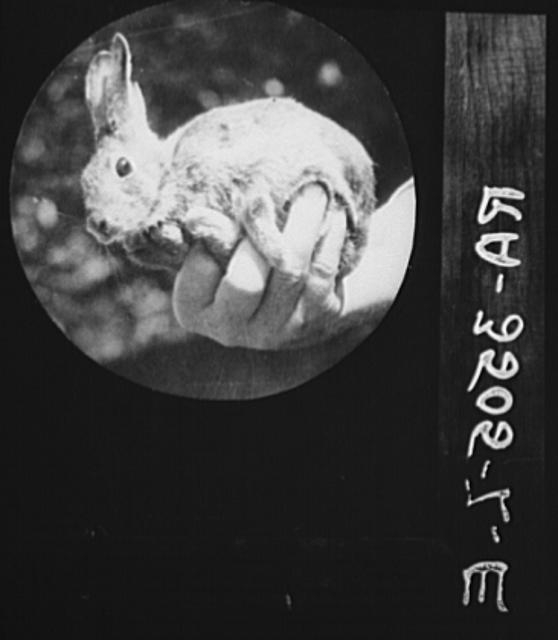 Rabbit used for experimental purposes. U.S. Department of...