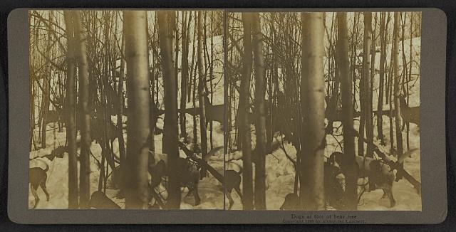 Dogs at foot of bear tree