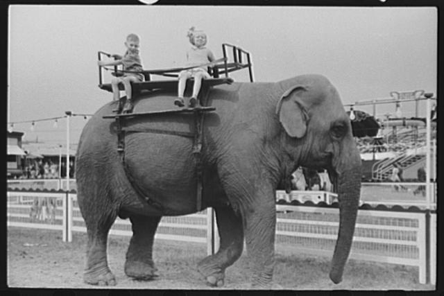 A ride on the elephant at the Champlain Valley...