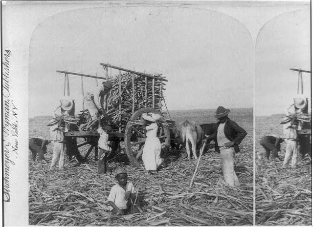 Loading ox-carts with sugar-cane for the Mill, Marianao,...
