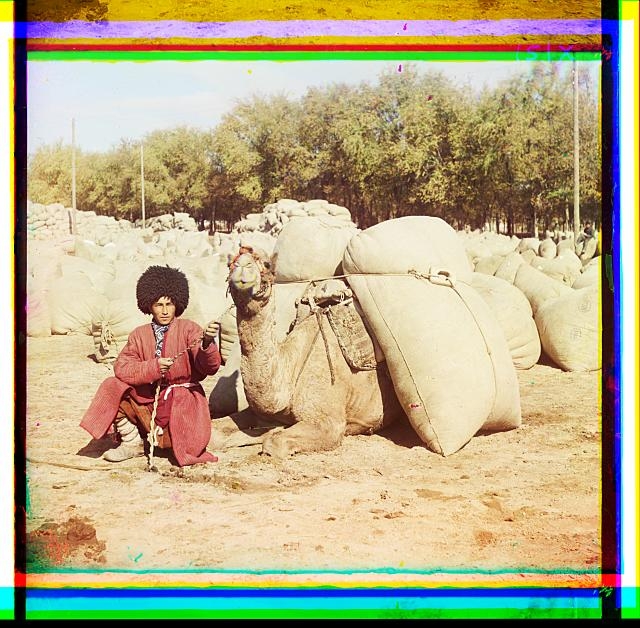 [Turkmen man posing with camel loaded with sacks,...