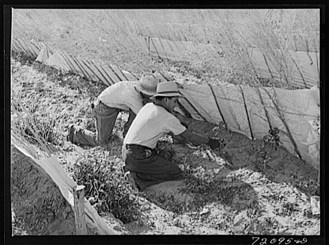 Imperial County, California. Pruning tomato plants....