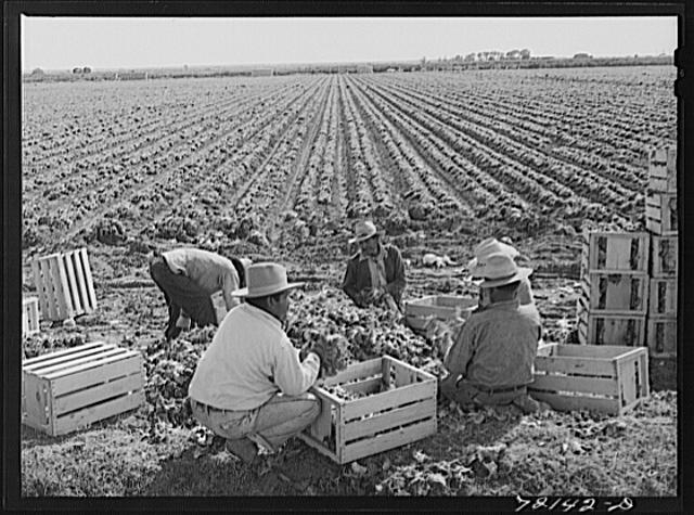 Sorting and packing lettuce in the field. Yuma County,...