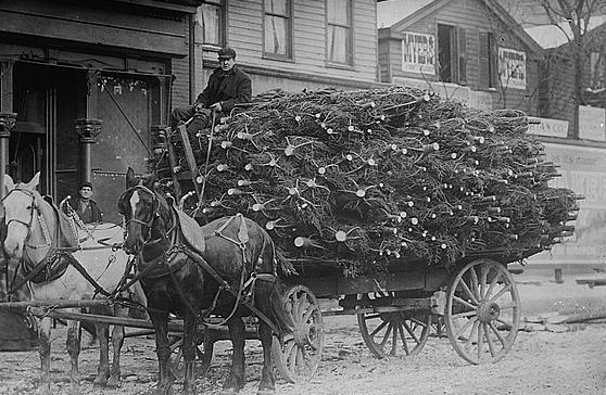Load of Xmas trees, N.Y.