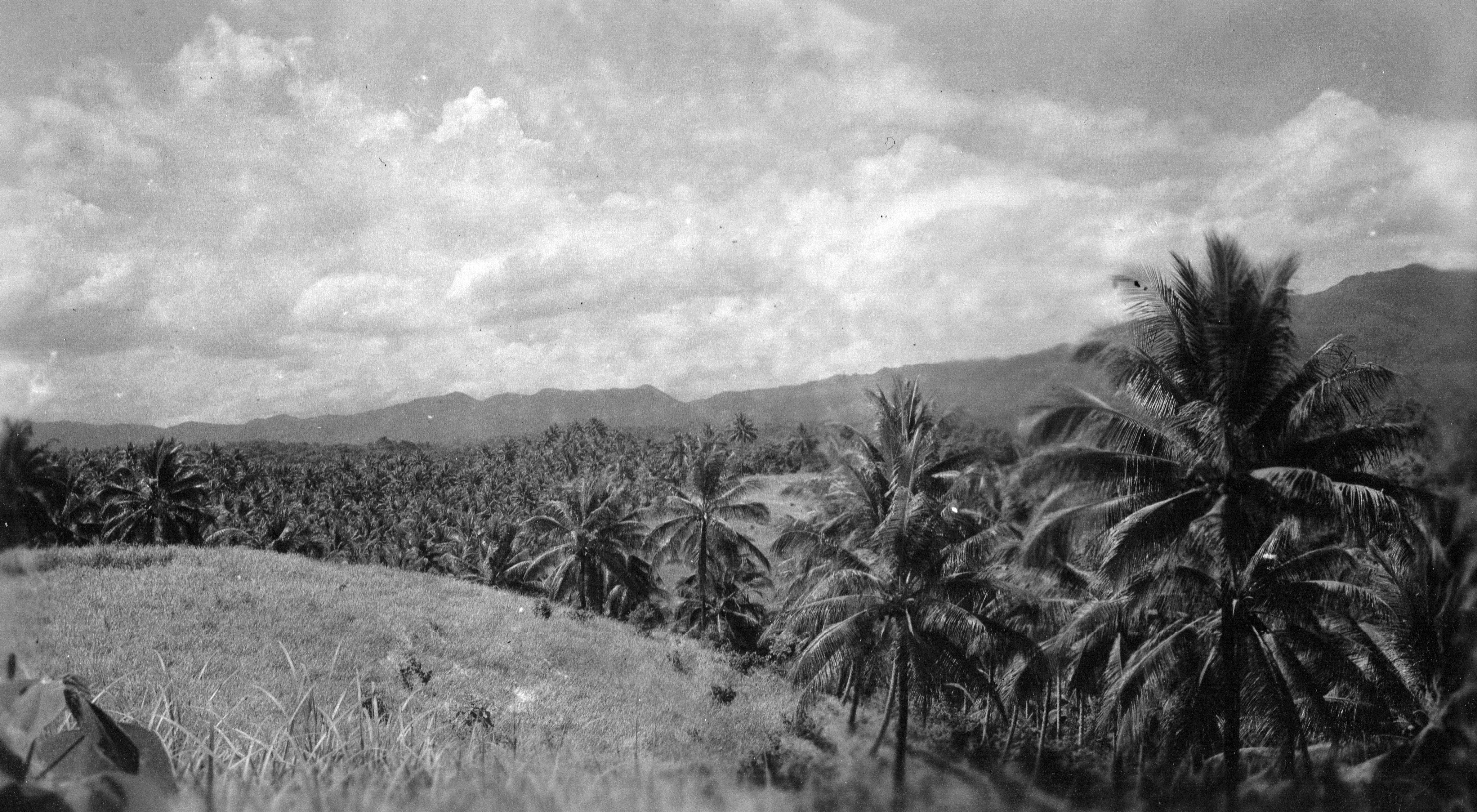 A Coconut Grove, New Guinea